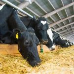 Dairy Margin Coverage signups set to begin