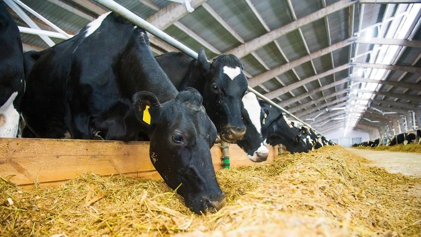 Dairy Margin Coverage signups set to begin