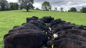 Are dairy farmers getting the message about dairy-beef