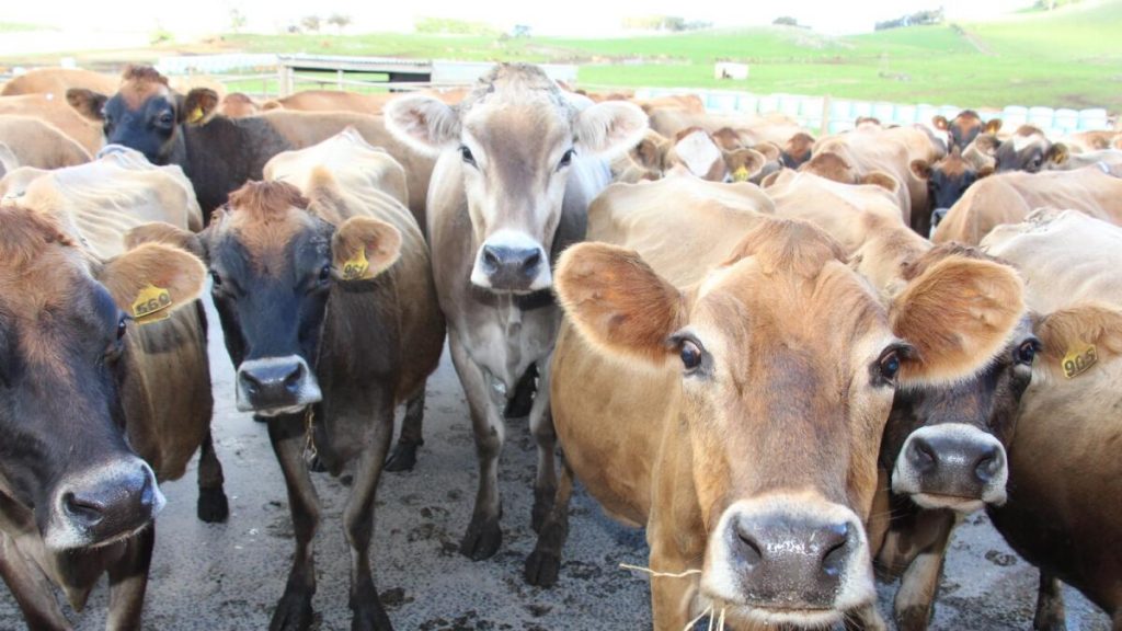 Australian milk production firing on all cylinders, says Rabobank