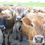 Australian milk production firing on all cylinders, says Rabobank