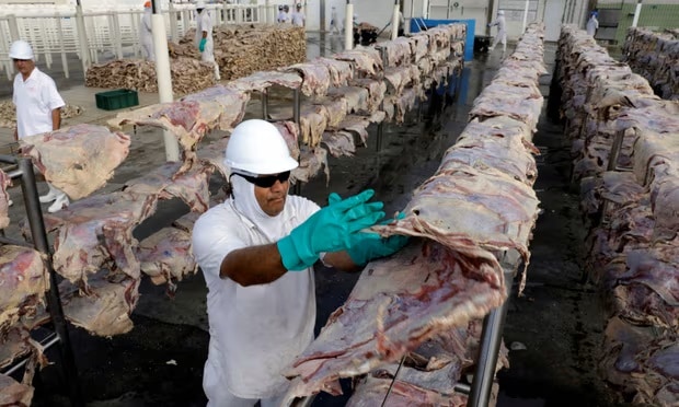 Banks driving increase in global meat and dairy production, report finds