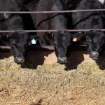 Bipartisan Senate bill takes aim at livestock methane emissions