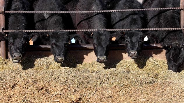 Bipartisan Senate bill takes aim at livestock methane emissions