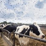 Bird flu in US dairy What we know so far plus tips for producers