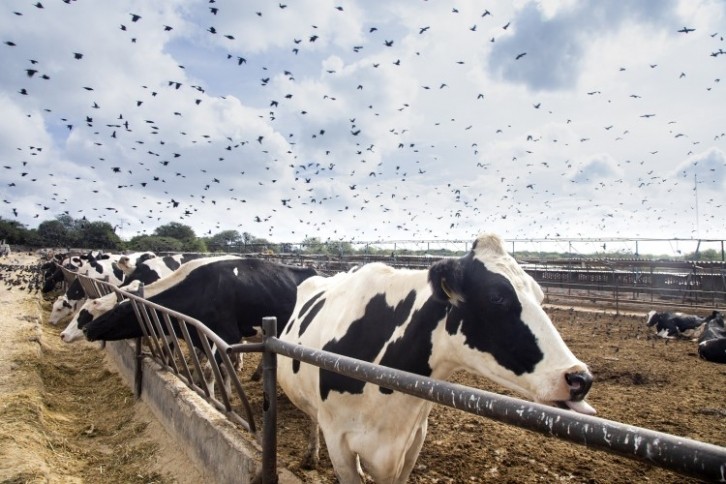 Bird flu in US dairy What we know so far plus tips for producers
