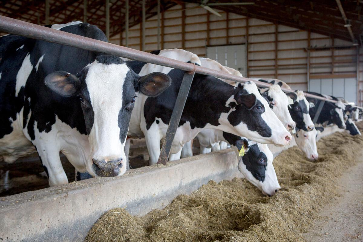 What a bird flu outbreak among cows means for milk supply? EdairyNews