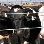 California Dairy Farms Secure $17.97M in Grants for Greenhouse Gas Reduction, Mullinax Announces