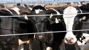 California Dairy Farms Secure $17.97M in Grants for Greenhouse Gas Reduction, Mullinax Announces