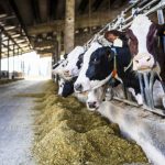 Calmer dairy waters predicted for 2024