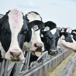 Calmer dairy waters predicted for upcoming year