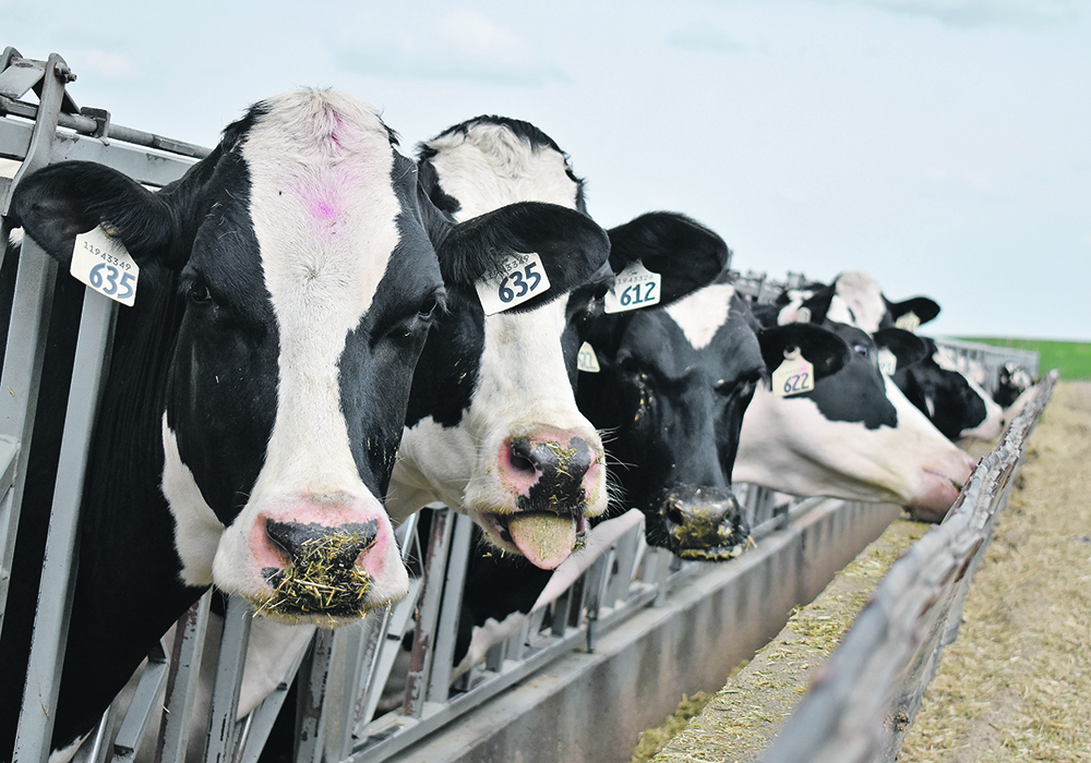 Calmer dairy waters predicted for upcoming year