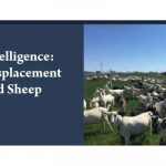 DBIA Market Report on U.S. Goat and Sheep Cheese Manufacturers