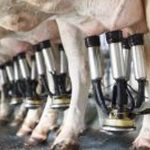 Dairy Industry Program Renewal Would Mean Updates and Improvements