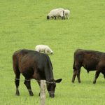 Dairy, beef first to improve, Rabobank predicts