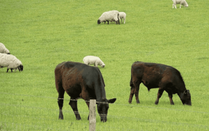 Dairy, beef first to improve, Rabobank predicts