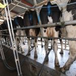 Dairy-bounces-back-while-meat-lags-in-latest-ASB-report