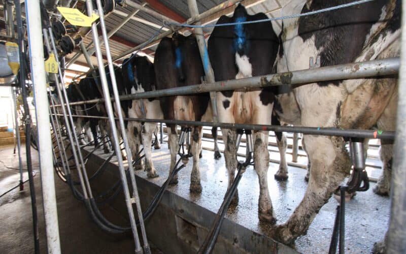 Dairy-bounces-back-while-meat-lags-in-latest-ASB-report