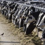 Dairy cattle in Texas and Kansas test positive for bird flu