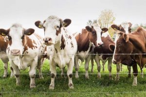 Dairy farmers swapped tags on healthy cows for those with TB