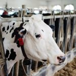 Dairy farmers urged to be on lookout for U.S. disease