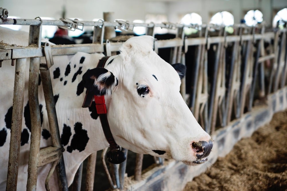 Dairy farmers urged to be on lookout for U.S. disease