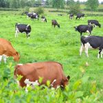 Dairy farmers will need to focus more on profitability