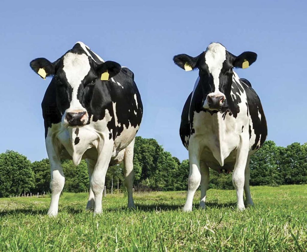 Dairy herd decline prominent in Census of Ag. diabetics