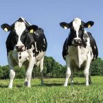 Dairy herd decline prominent in Census of Ag. diabetics