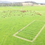 Dairy pasture trial puts nitrogen to the test