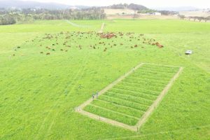 Dairy pasture trial puts nitrogen to the test