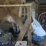 Decline of dairy farms in Alabama