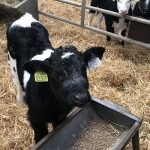 €25 million scheme to improve beef progeny from the dairy herd unveiled