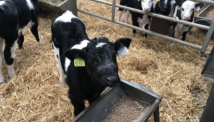 €25 million scheme to improve beef progeny from the dairy herd unveiled