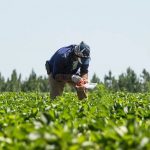 Farmworker advocates take issue with U.S. House ag committee recommendations on H-2A program