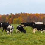 Genomics reduces dairy’s carbon footprint