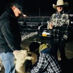 Goats were stuck in traffic. Dozens of strangers helped milk them