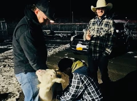 Goats were stuck in traffic. Dozens of strangers helped milk them