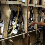 Low demand hurting dairy so far in 2024