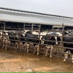 Michigan AG sues dairy farm with heavy pathogen discharge