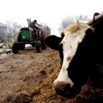 Oregon’s Government and Dairy Industry Join Forces against Small Farmers