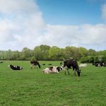 Organic Dairy Farm Increases Liquidity with $8.1MM Interest-Only Loan