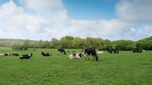 Organic Dairy Farm Increases Liquidity with $8.1MM Interest-Only Loan