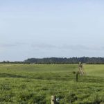 Pasture planning tips from the experts