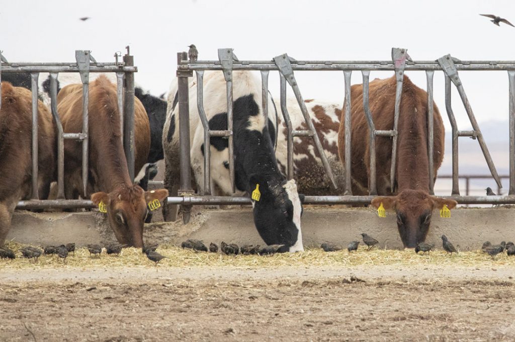 Several US dairy cattle herds test positive for avian influenza