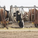 Several US dairy cattle herds test positive for avian influenza