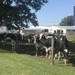 Shortage of dairy replacement heifers likely to impact national milk production scene