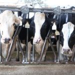 Southwest dairies affected by unidentified dairy cow illness