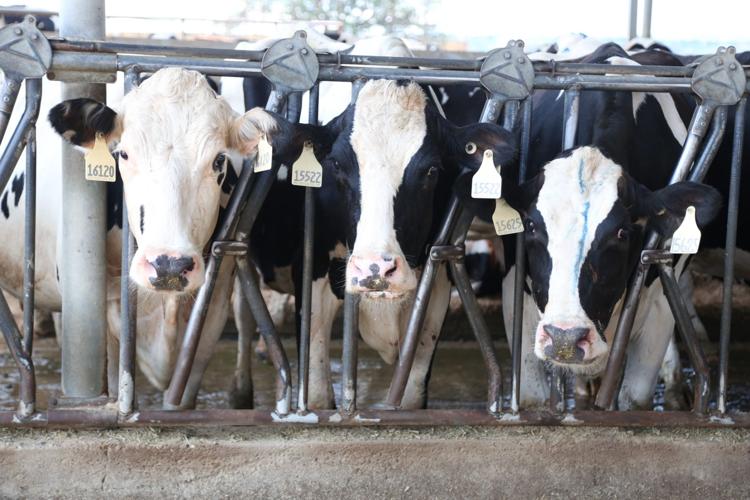 Southwest dairies affected by unidentified dairy cow illness