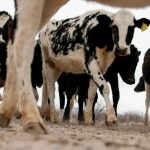 What a bird flu outbreak among cows means for milk supply